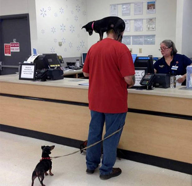 People Who Just Don't Care (44 pics)