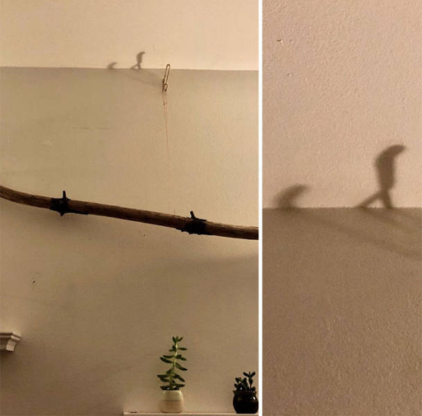 Shadows Can Be Interesting (48 pics)