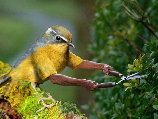 Funny Birds With Human Hands (20 pics)