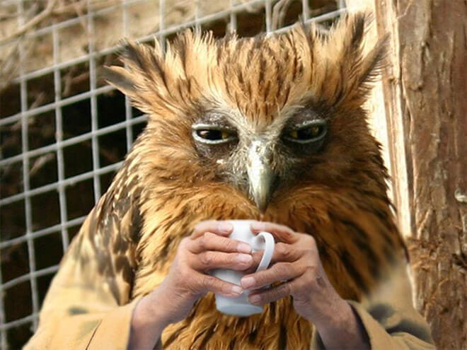 Funny Birds With Human Hands (20 pics)