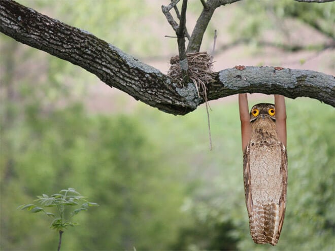 Funny Birds With Human Hands (20 pics)