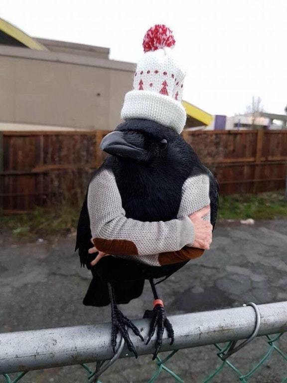 Funny Birds With Human Hands (20 pics)