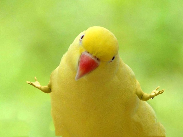 Funny Birds With Human Hands (20 pics)