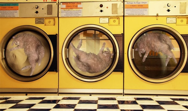 Resting Cat Gets Photoshopped (18 pics)