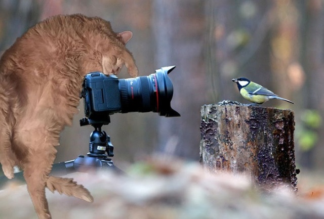 Resting Cat Gets Photoshopped (18 pics)