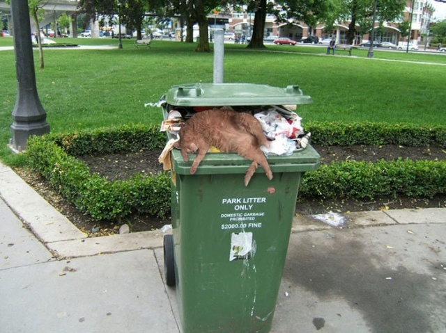 Resting Cat Gets Photoshopped (18 pics)