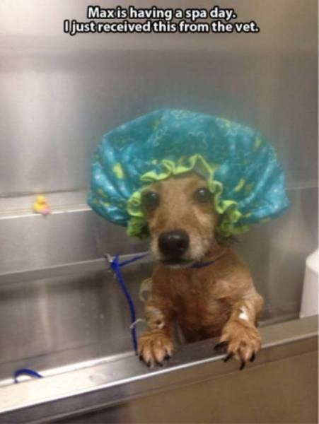Funny Animals (39 pics)
