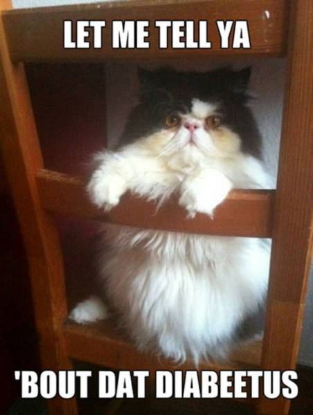 Funny Animals (39 pics)