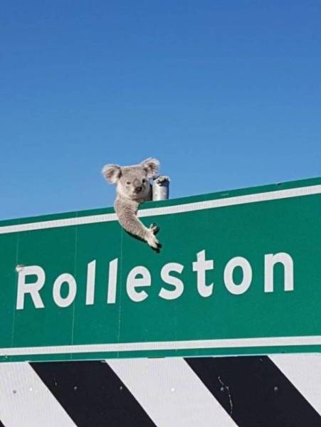 Funny Animals (39 pics)