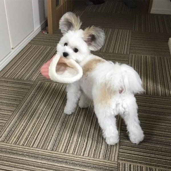 Funny Animals (39 pics)