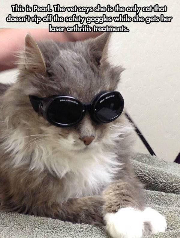 Funny Animals (39 pics)