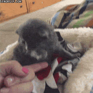 Acid Gifdump, September 10, 2018 (25 gifs)