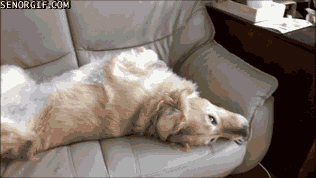 Acid Gifdump, September 10, 2018 (25 gifs)