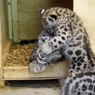 Acid Gifdump, September 10, 2018 (25 gifs)