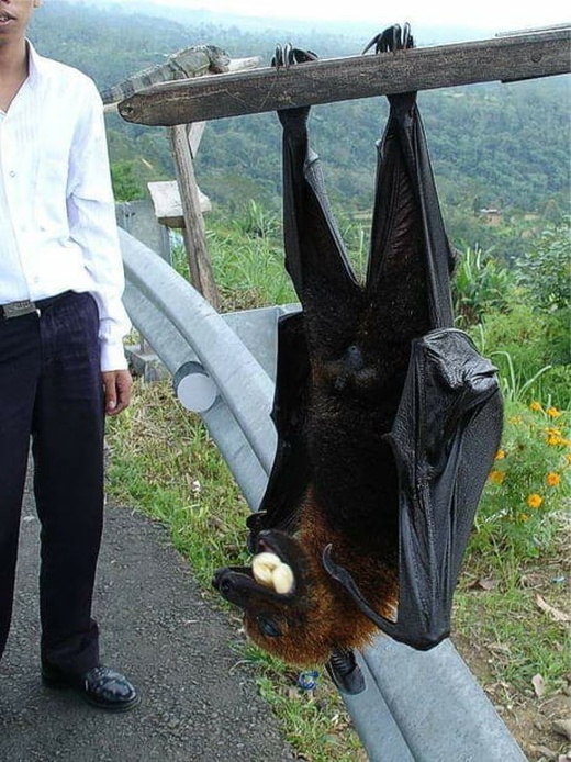 Acid Picdump (90 pics)