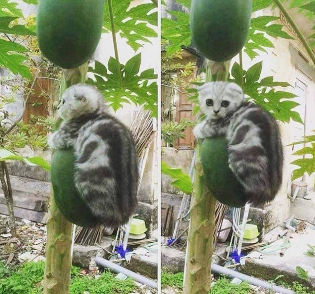 Acid Picdump (90 pics)