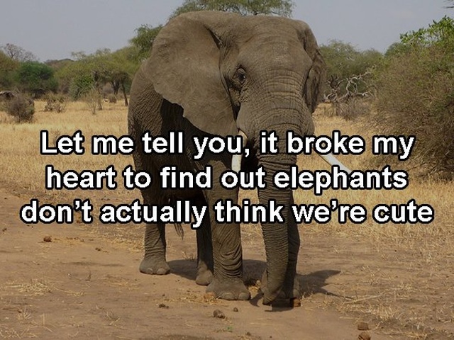 Facts That Are Not True (13 pics)