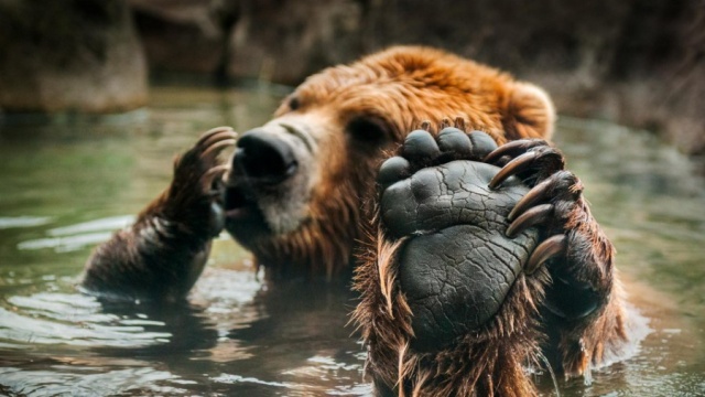 A Human Hand Vs A Bear’s Paw (2 pics)