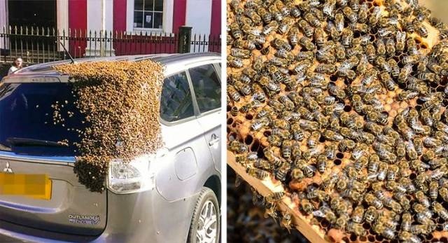 Sh*t Happens (39 pics)