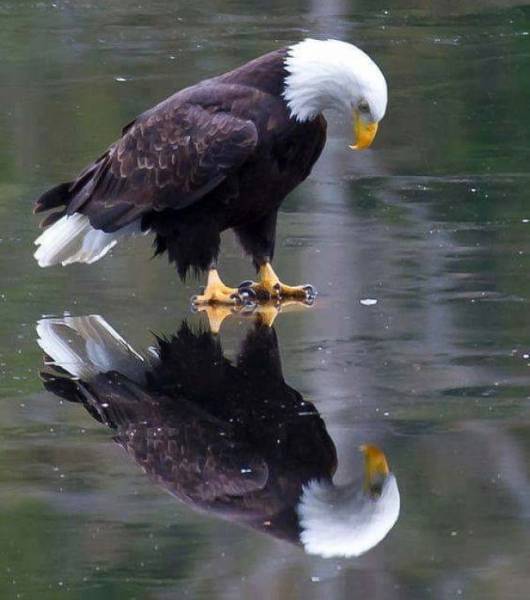 Funny Photoshops (29 pics)