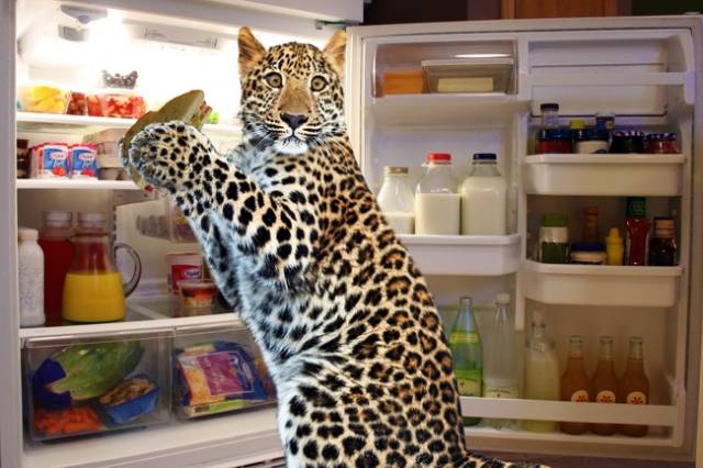 Funny Photoshops (29 pics)