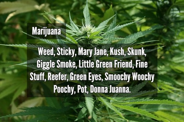 Street Names For Drugs (16 pics)