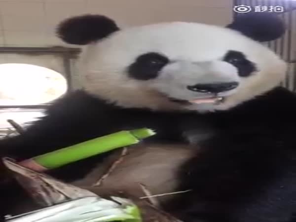 Giant Panda Eating Bamboo Shoots