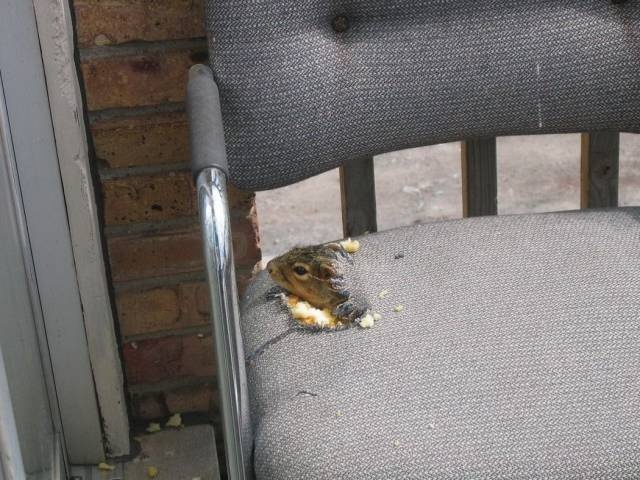 Acid Picdump (97 pics)