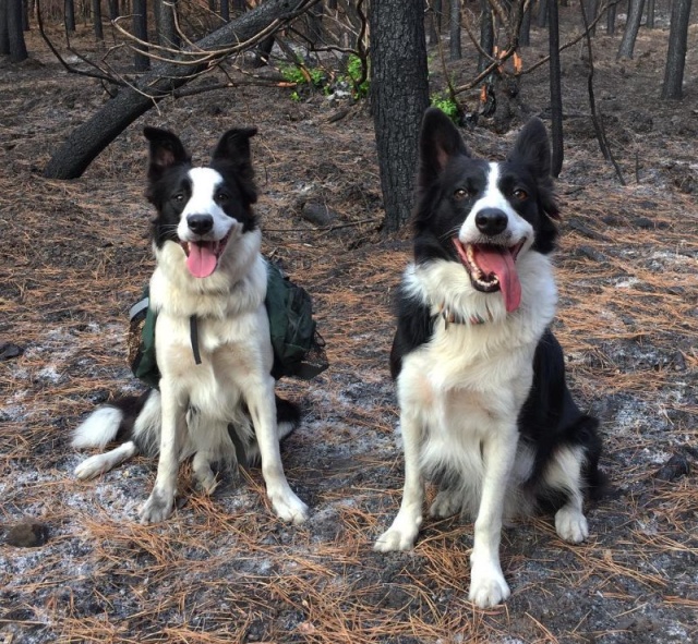 Dogs Save Forests From the Effects Of Devastating Fires (5 pics)