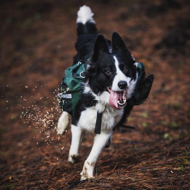 Dogs Save Forests From the Effects Of Devastating Fires (5 pics)
