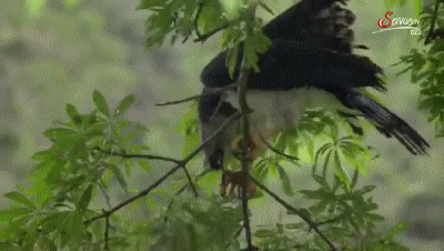 Acid Gifdump, September 14, 2018 (25 gifs)