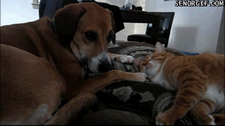 Acid Gifdump, September 14, 2018 (25 gifs)