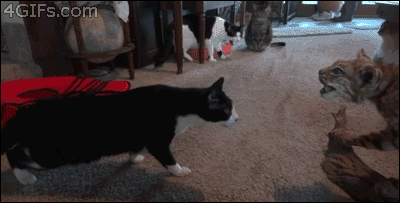 Acid Gifdump, September 14, 2018 (25 gifs)