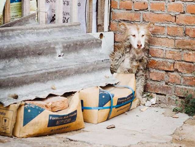 Huskies After The Rescue (9 pics)