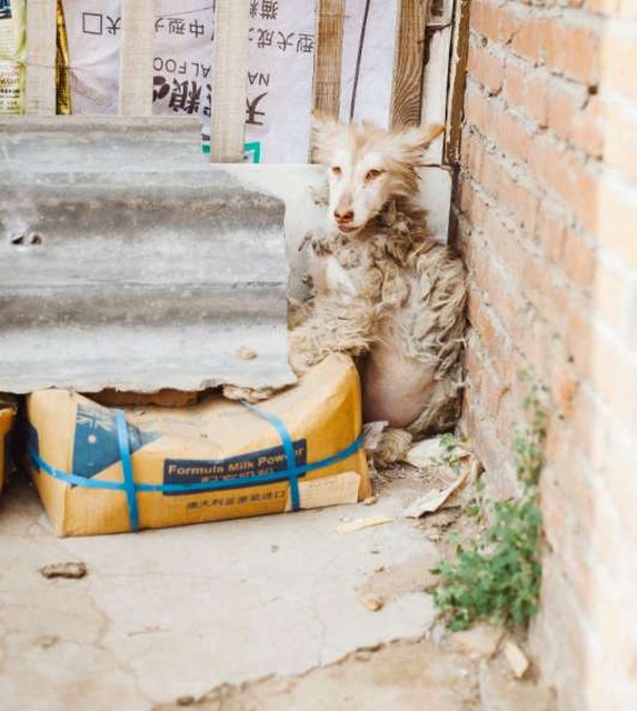 Huskies After The Rescue (9 pics)