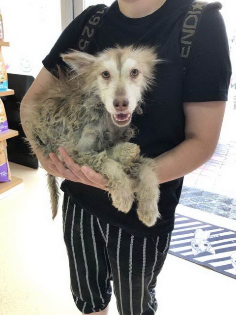 Huskies After The Rescue (9 pics)