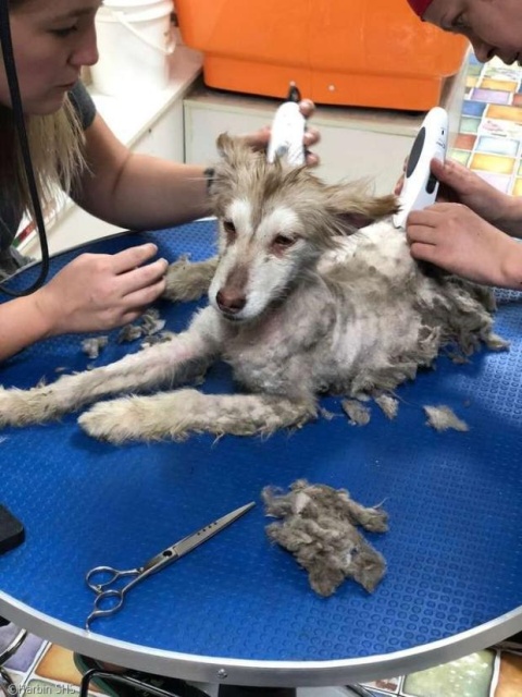 Huskies After The Rescue (9 pics)
