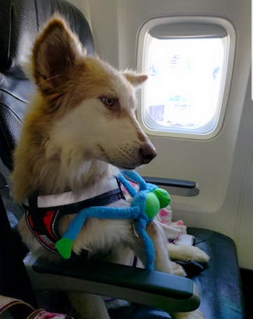Huskies After The Rescue (9 pics)