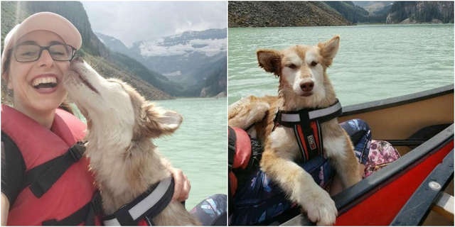 Huskies After The Rescue (9 pics)