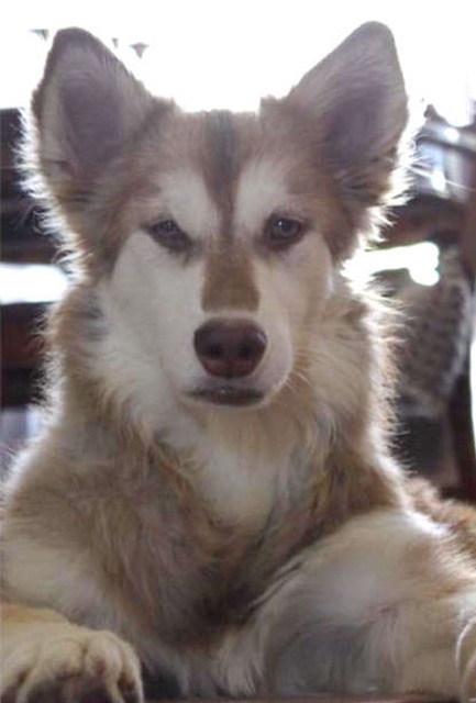 Huskies After The Rescue (9 pics)