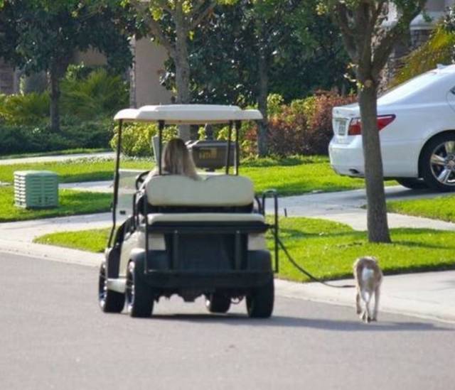 True Definition Of Laziness (29 pics)