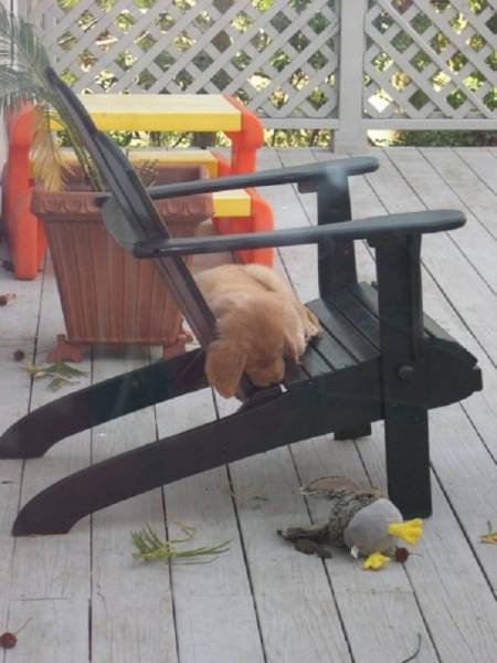 True Definition Of Laziness (29 pics)