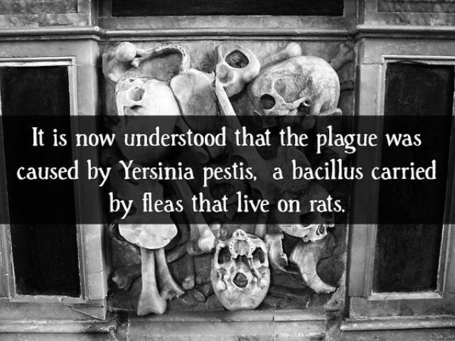 Facts About The Black Death (16 pics)