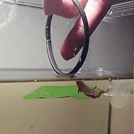 Acid Gifdump, September 17, 2018 (25 gifs)