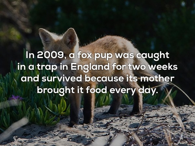 Interesting Facts (24 pics)