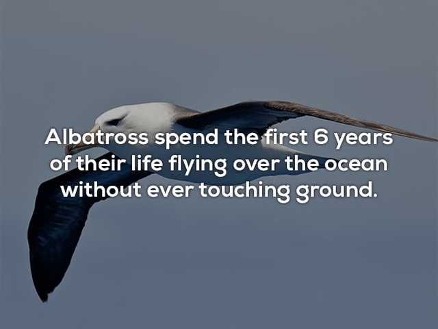 Interesting Facts (24 pics)