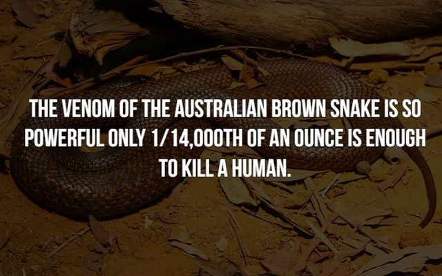 Scary Facts (21 pics)