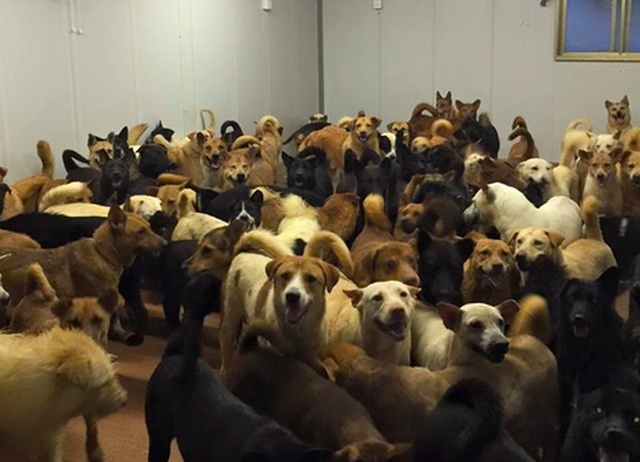 Hong Kong Homeless Dog Shelter During The T8 Tropical Cyclone (5 pics)