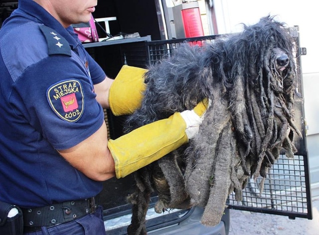 Dreadlocked Dog Saved (5 pics)