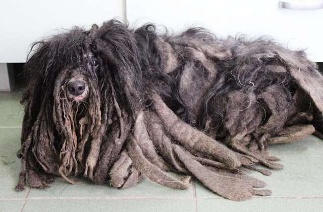 Dreadlocked Dog Saved (5 pics)